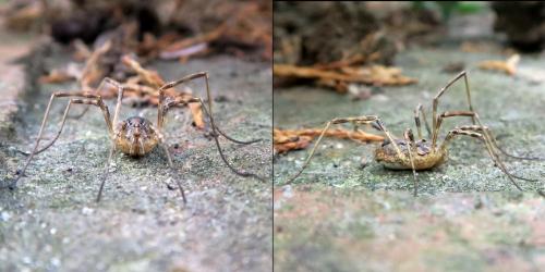 Odiellus spinosus